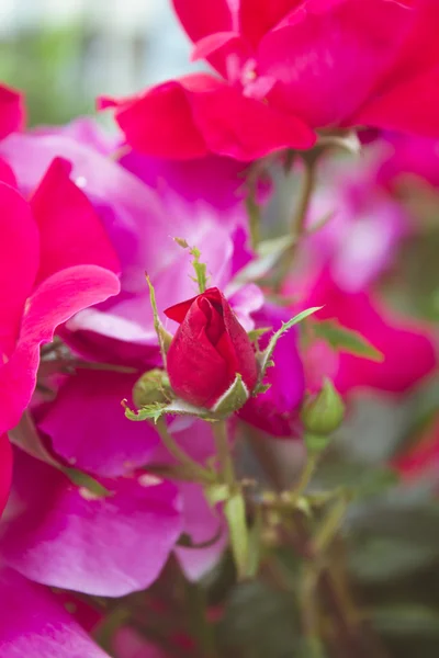 Różowe róże w ogrodzie — Zdjęcie stockowe