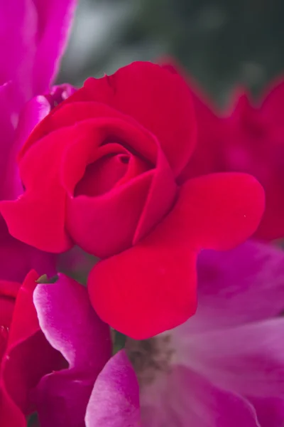 Růžové růže v zahradě — Stock fotografie