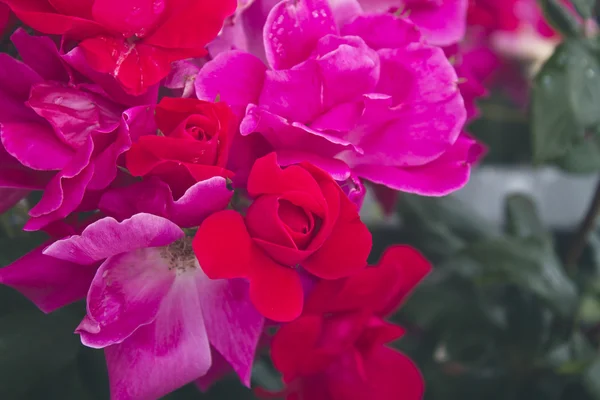 Bahçede pembe güller — Stok fotoğraf