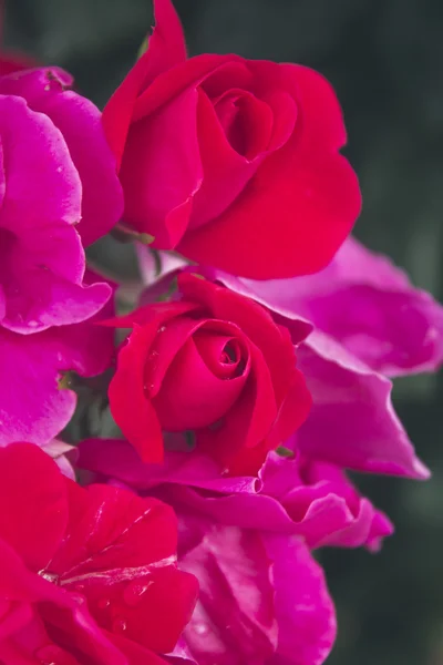 Rosas rosa no jardim — Fotografia de Stock