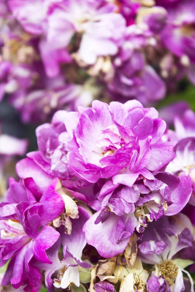 Flowers, beautiful lilacs primula — Stock Photo, Image