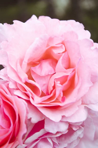 Růžové růže v zahradě — Stock fotografie
