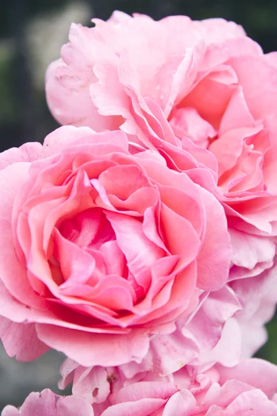 Rosas rosa no jardim — Fotografia de Stock