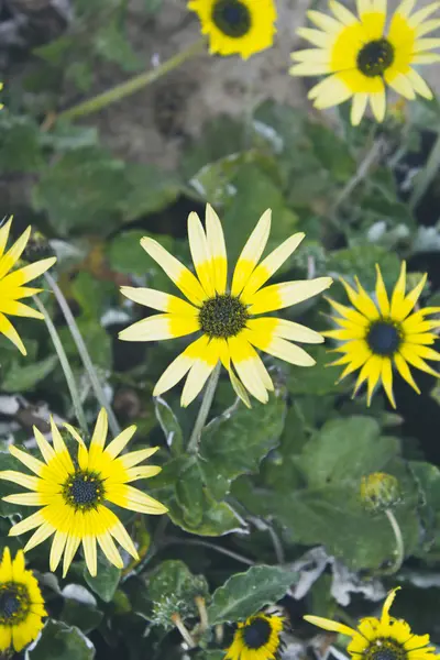 Alanında güzel sarı papatyalar — Stok fotoğraf