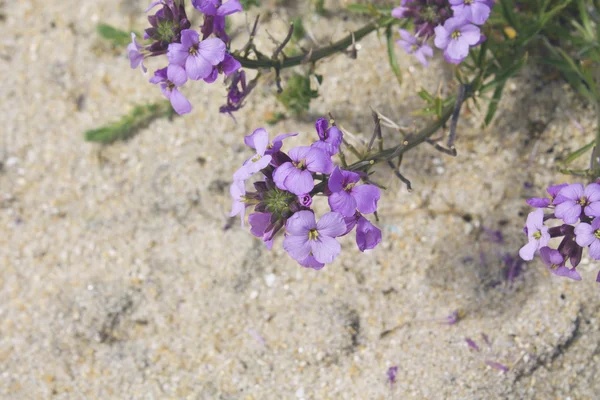 Eflatun çiçekler Beach
