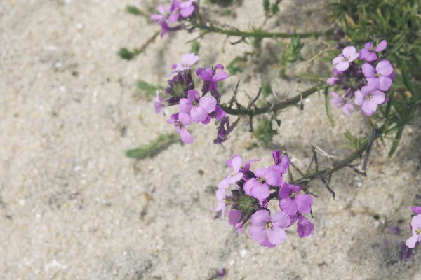 Kwiaty bzu w plaży — Zdjęcie stockowe