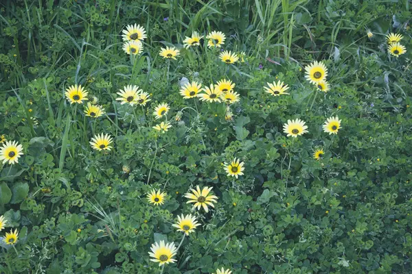 Margaridas amarelas bonitas no campo — Fotografia de Stock