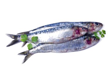 balığı, sardalye beyaz izole