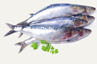 balığı, sardalye beyaz izole