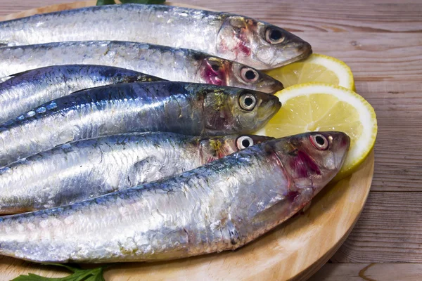 Kala, maukkaita sardiineja eristetty valkoinen — kuvapankkivalokuva