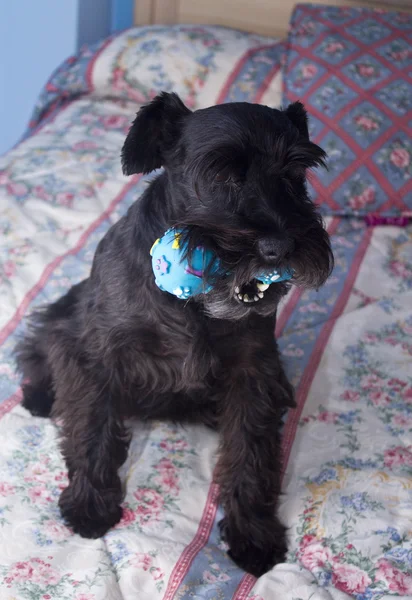 Perro acostado en la cama — Foto de Stock