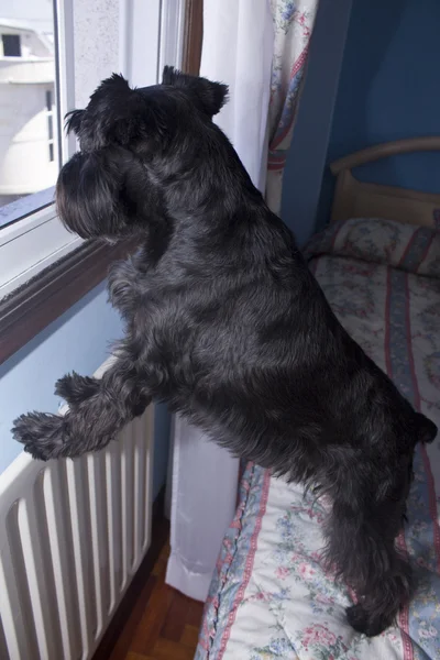 Pies patrzący przez okno — Zdjęcie stockowe