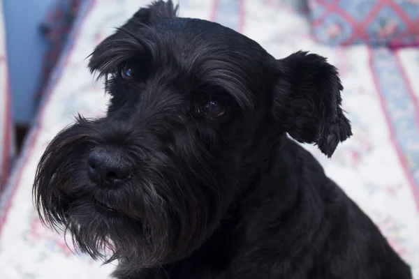 Hund liegt im Bett — Stockfoto