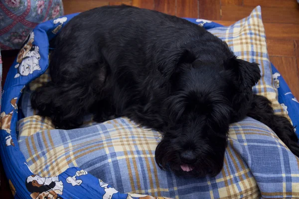 Cane nero, schnauzer sul letto — Foto Stock