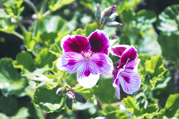 Цветы, белые и фиолетовые петунии в саду — стоковое фото