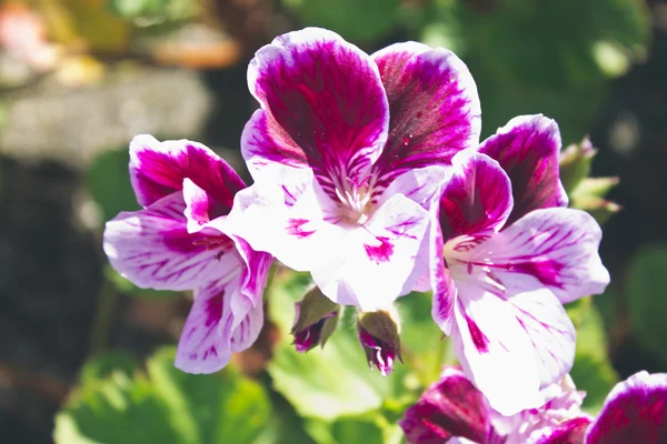 Kwiaty, fioletowe i białe petunias w ogrodzie — Zdjęcie stockowe