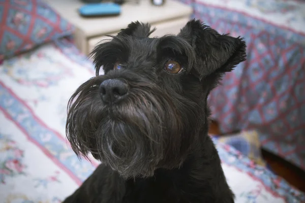 Zwarte hond op het bed — Stockfoto