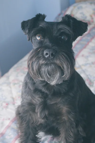 Svart hund på sängen — Stockfoto