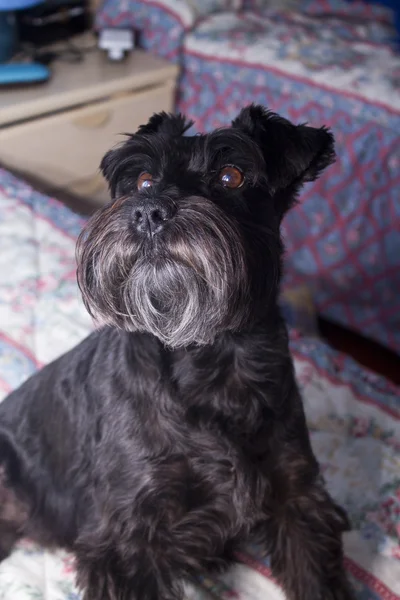 Hund liggande i sängen — Stockfoto