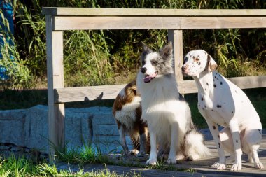 Köpekler tahta köprüden geçiyor.