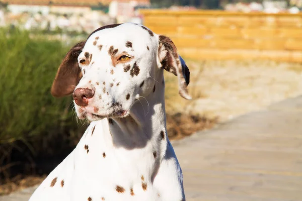 Portrait Dalmatian Dog — Stock Photo, Image