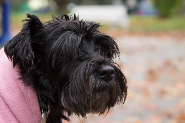 Hond Het Park Met Vacht Herfst — Stockfoto