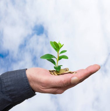 Bozuk paralarla el ve arka planda genç bitki, iş konsepti