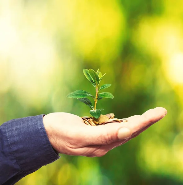 Hand Plant Coins Business Concept — Foto de Stock