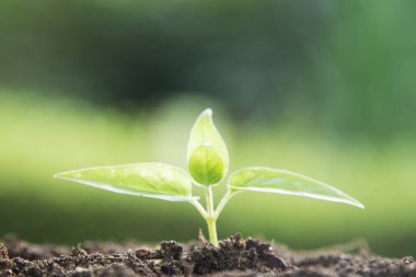 Toprakta doğan yaprak, ekoloji kavramı.