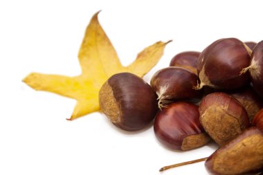 Sonbahar yapraklı münzevi kestaneler
