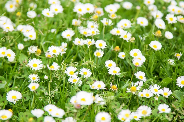 Feld Der Weißen Gänseblümchen Frühling — Stockfoto