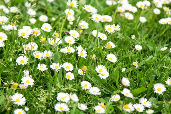 Field White Daisies Spring — Stock Photo, Image