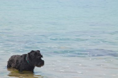 Köpek sahil suyunda banyo yapıyor.