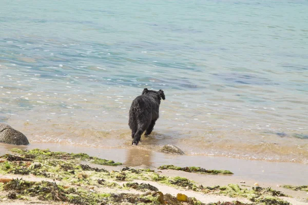 Schnauzerhund Genießt Strand Und Meer — Stockfoto