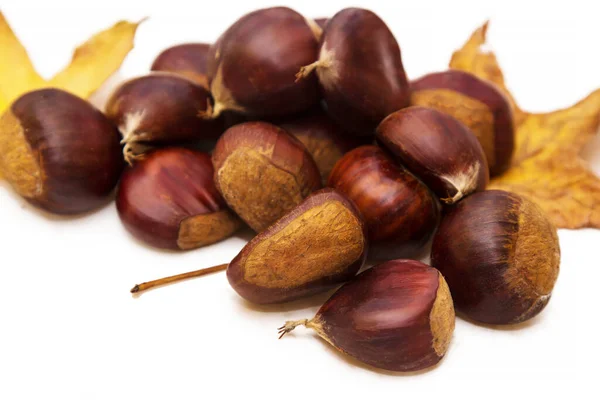 Castanha Castanha Com Folhas Secas Isoladas — Fotografia de Stock