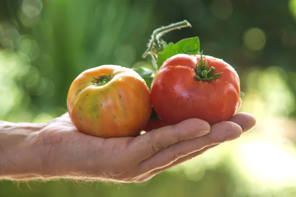 Hand Holding Organic Red Tomatoes Garden — Stock Photo, Image