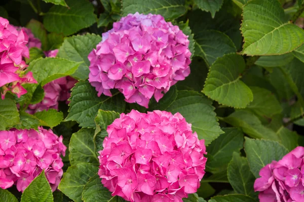 通りにある色とりどりの紫陽花の庭 — ストック写真