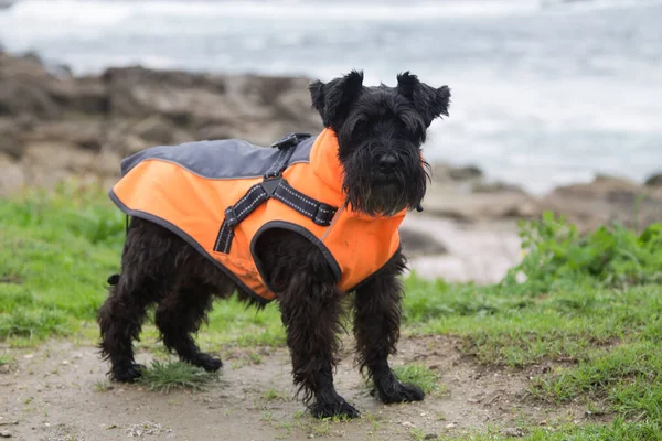 dog in coat by the sea