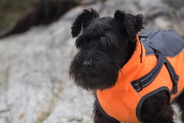 dog in coat looking at the sea