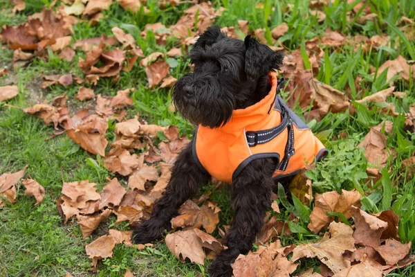 Hond Vacht Tussen Droge Bladeren Herfst — Stockfoto