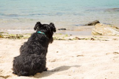 Schnauzer köpeği sahilde ve denizde eğleniyor.