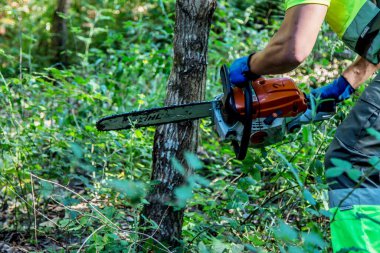 galicia, spain july 10, 2020: forest man working with chainsaw in forest