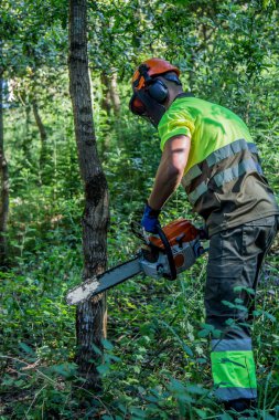 forest worker working in the forest with chainsaw
