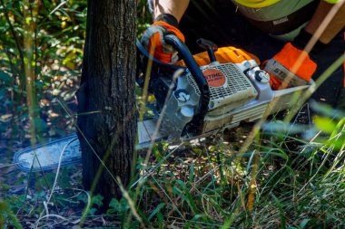 galicia, spain july 10, 2020: forest man working with chainsaw in forest