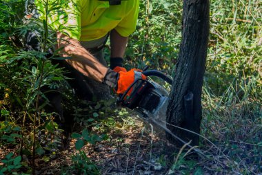 galicia, spain july 10, 2020: forest man working with chainsaw in forest
