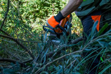 galicia, spain july 10, 2020: forest man working with chainsaw in forest