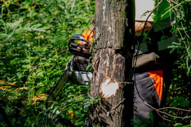 galicia, spain july 10, 2020: forest man working with chainsaw in forest