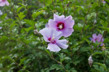 Tarladaki leylak kır çiçekleri