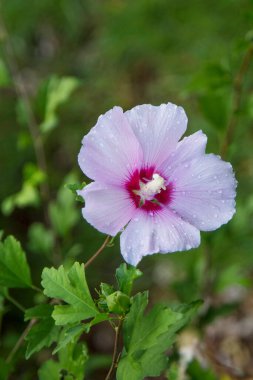Tarladaki leylak kır çiçekleri