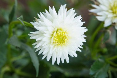 white chrysanthemums in the field in summer